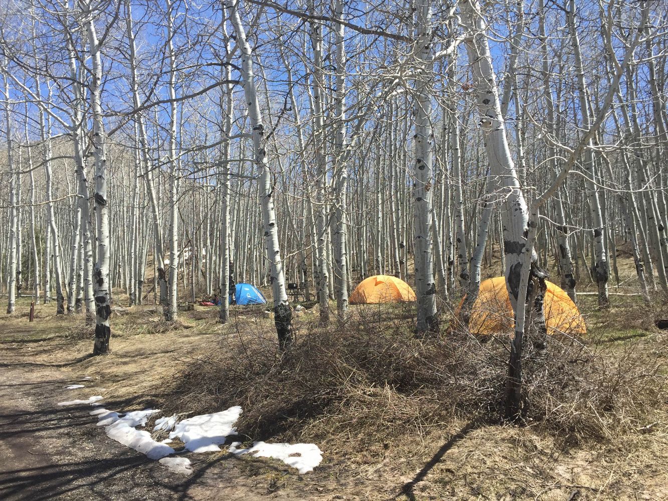 Tents in a forest near the famous Kokopelli MTB trail.