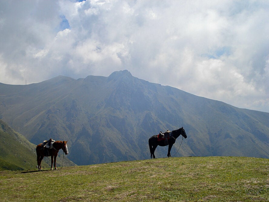 Two horses on a green highland pasture in Ecuador.