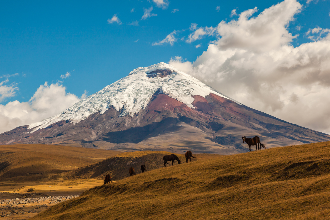 Grazing horses and the mighty Cotopaxi Volcano in the distance.