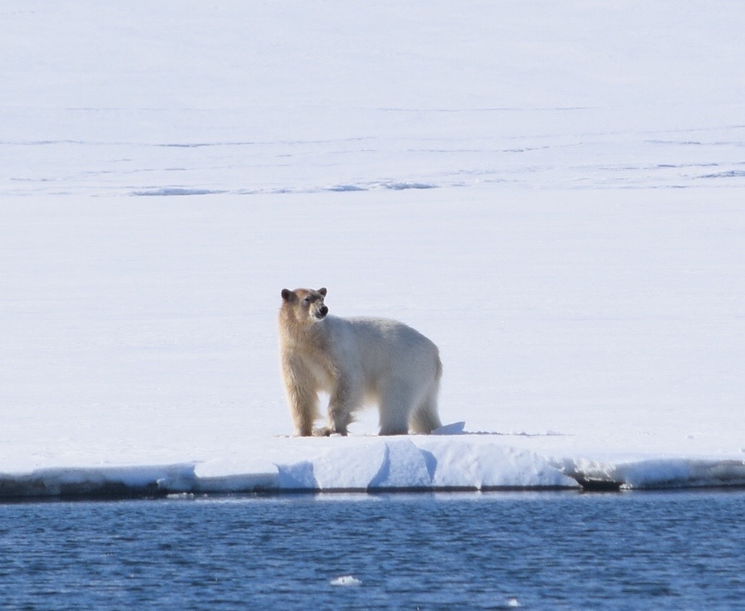 A sighting of a polar bear in Svalbard