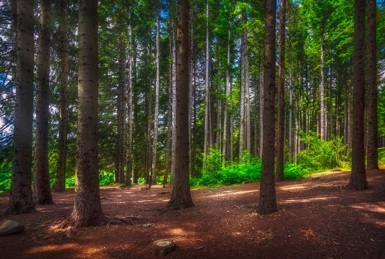 Path inside a silver fir forest in Orecchiella park. Garfagnana, Tuscany, Italy.