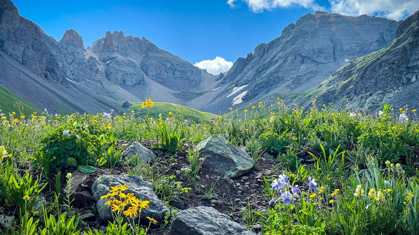 A valley fillled with flowers in Telluride
