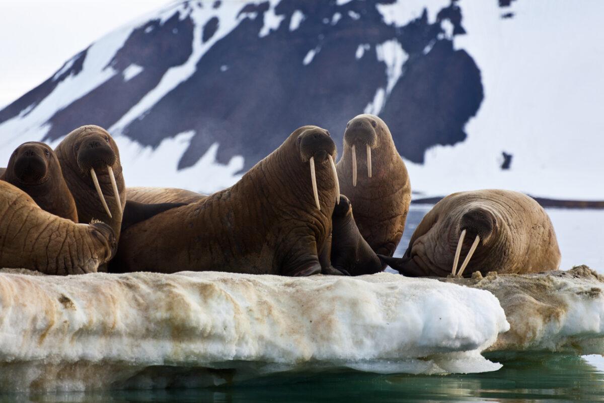 Walrus resting on an ice flow in Franz Josef Land
