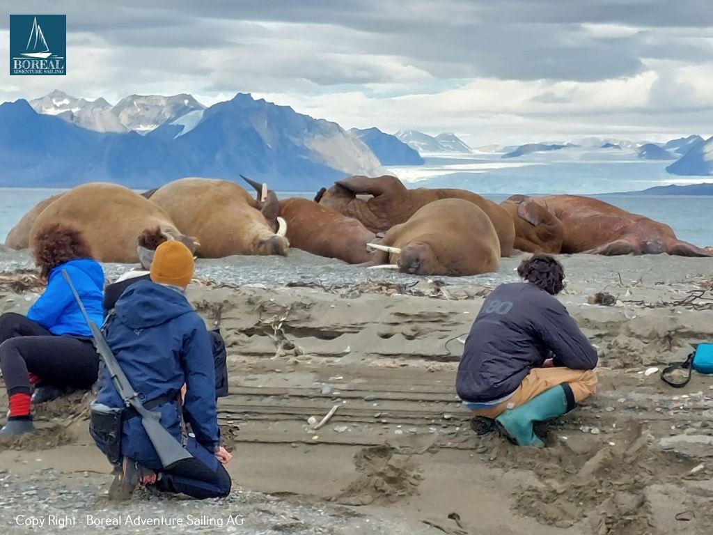 Hikers and walruses in Svalbard