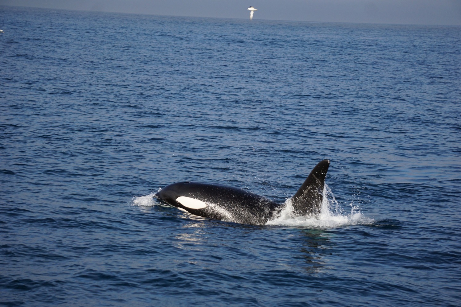 Whale spotted in the sea in Svalbard