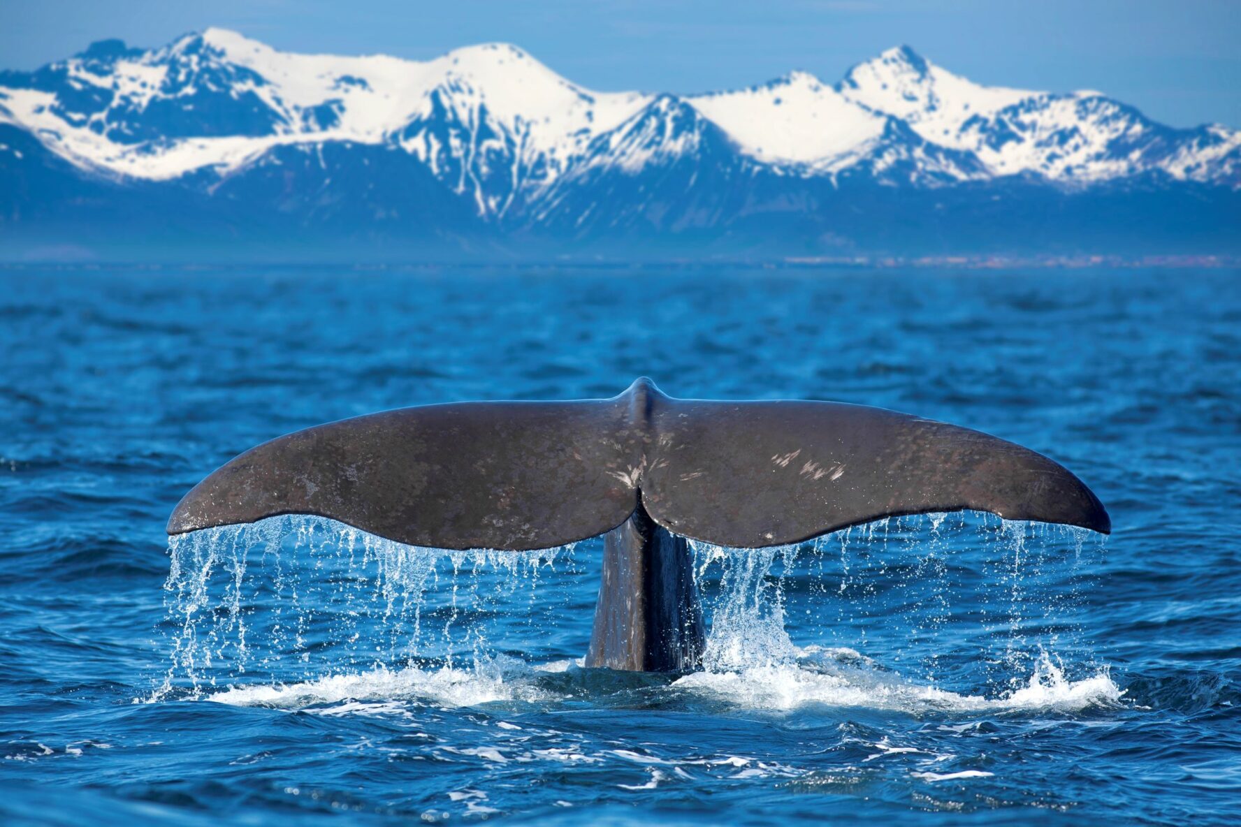 Sighting of a whale in Svalbard