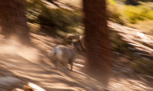 In the Cucamonga Mountain Wilderness you might encounter wildlife such as Bighorn Sheep