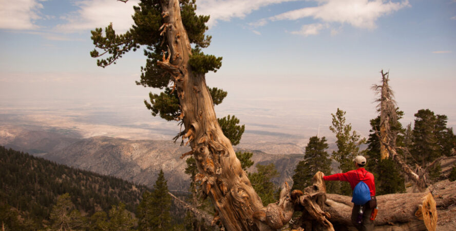 Along the trail towards the summit of Mount Baden- Powell you’ll find ancient limber pine trees