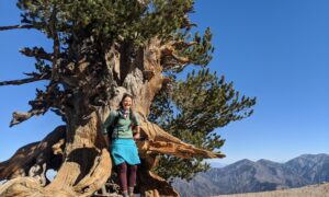 Liz Thomas at the Wally Waldron tree, a 1,500 year old limber pine