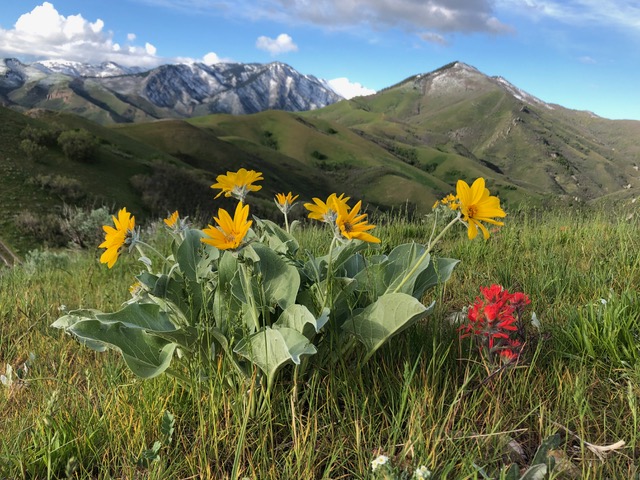 There are ample Utah-native wildflowers among the foothills outside Salt Lake City.