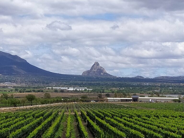 Vineyard in Bernal