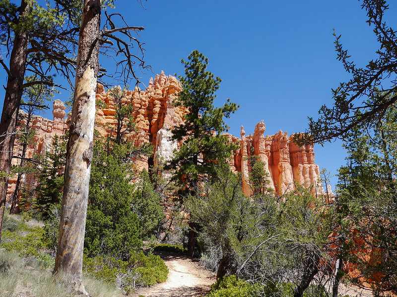 Some flora from Bryce Canyon