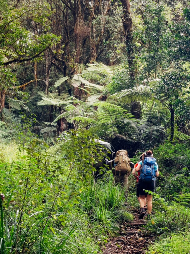 Climbing Kilimanjaro via the Lemosho Route.