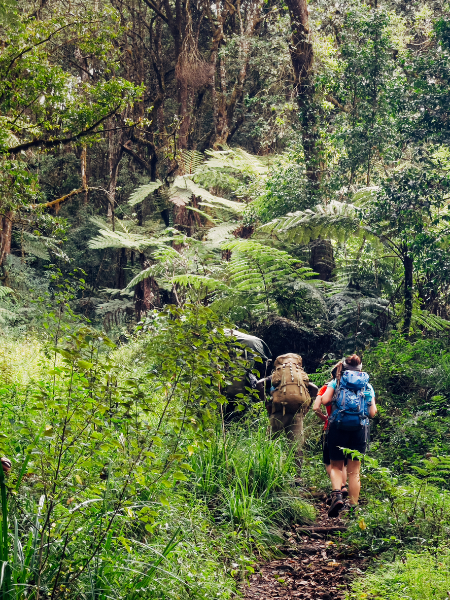 Climbers traversing rainforest.
