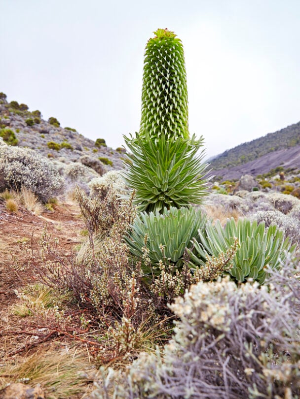 Machame route 7 days