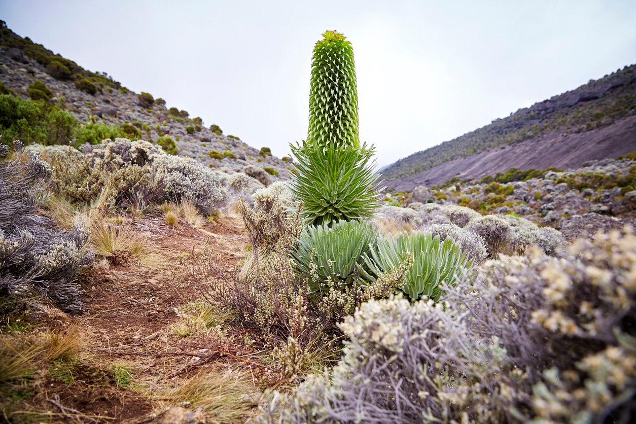 Flora of the Karanga Valley.