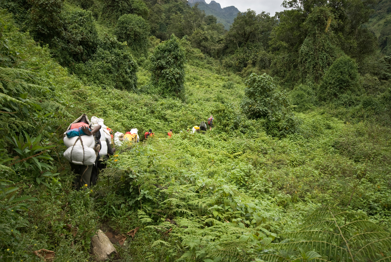 Some interesting flora on the Rwenzori Mountains, also known as the Moon Mountains