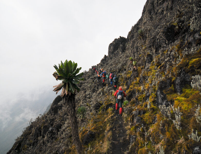 THE MOUNTAIN RWENZORI HIKING - Rojo Events and Tours.