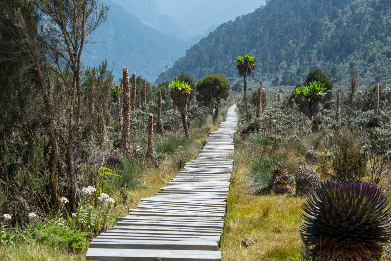 Trails on the lower portion of the Rwenzori mountains