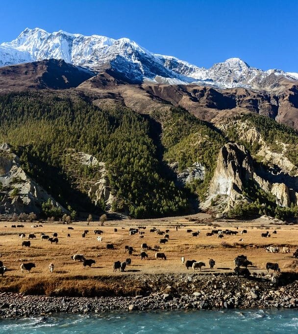 Annapurna Circuit Trek in Nepal
