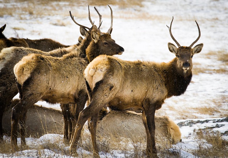 Elk grazing in Rocky Mountain National Park