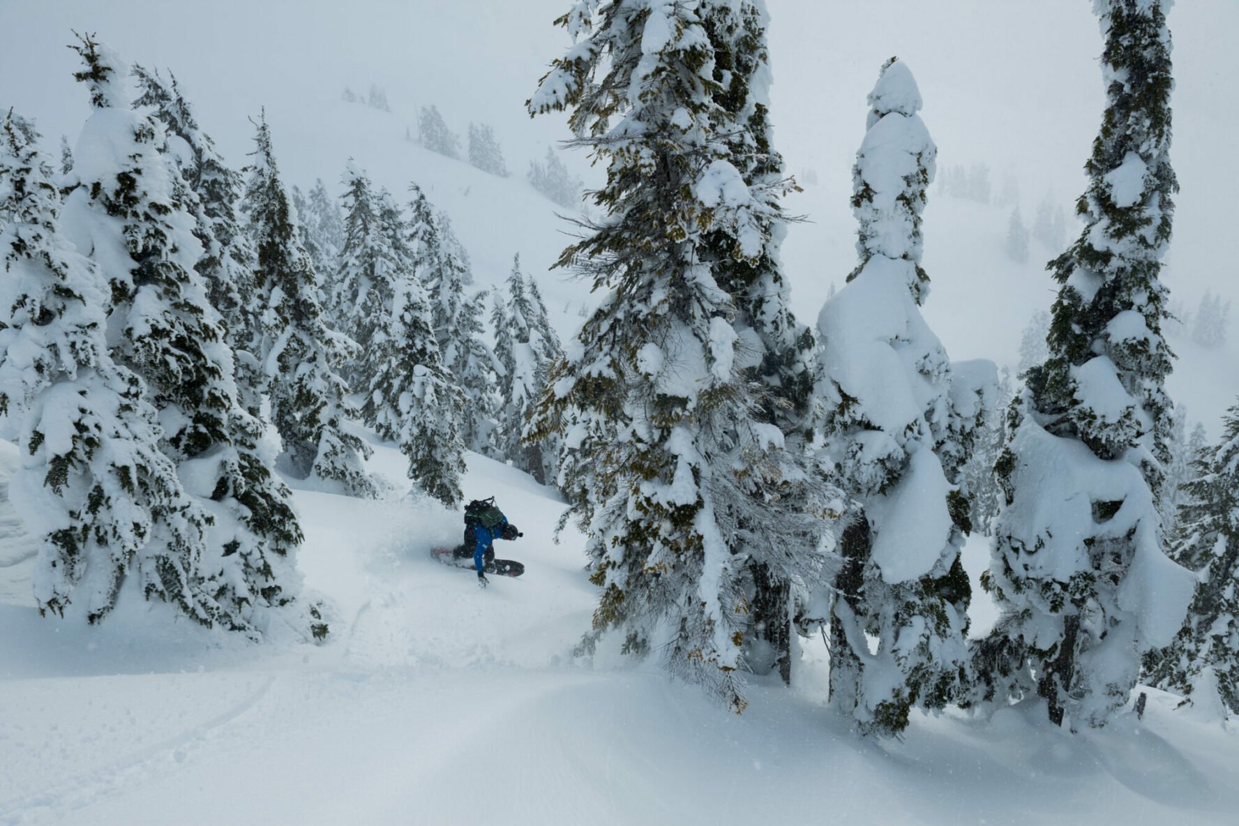 A snowboarder among the trees in the Tantalus Range