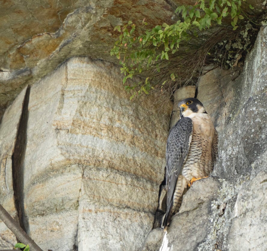 Every year there are climbing closures due to Peregrine Falcon nesting at the Gunks