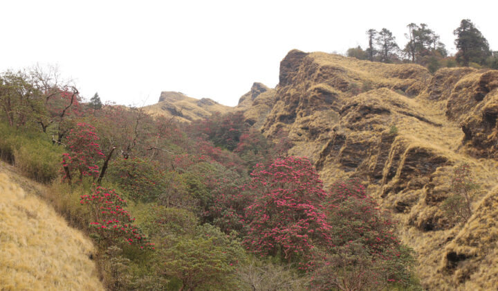 Blooming Laligurans, spring scene near Ghorepani, Nepal.