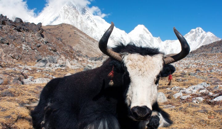 Yak in khumbu valley with pumo ri, lingtrem and khumbutse - Nepal