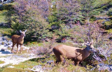 The trails that link the Patagonian peaks are home to thousands of species, including huemul, endangered Andean deer.