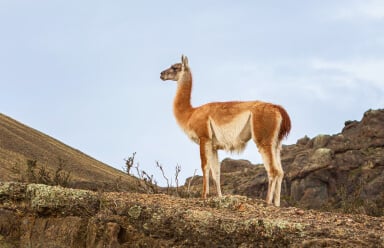 A guanaco in its natural habitat. The guanaco is one of Patagonia's most iconic animals endemic to South America.