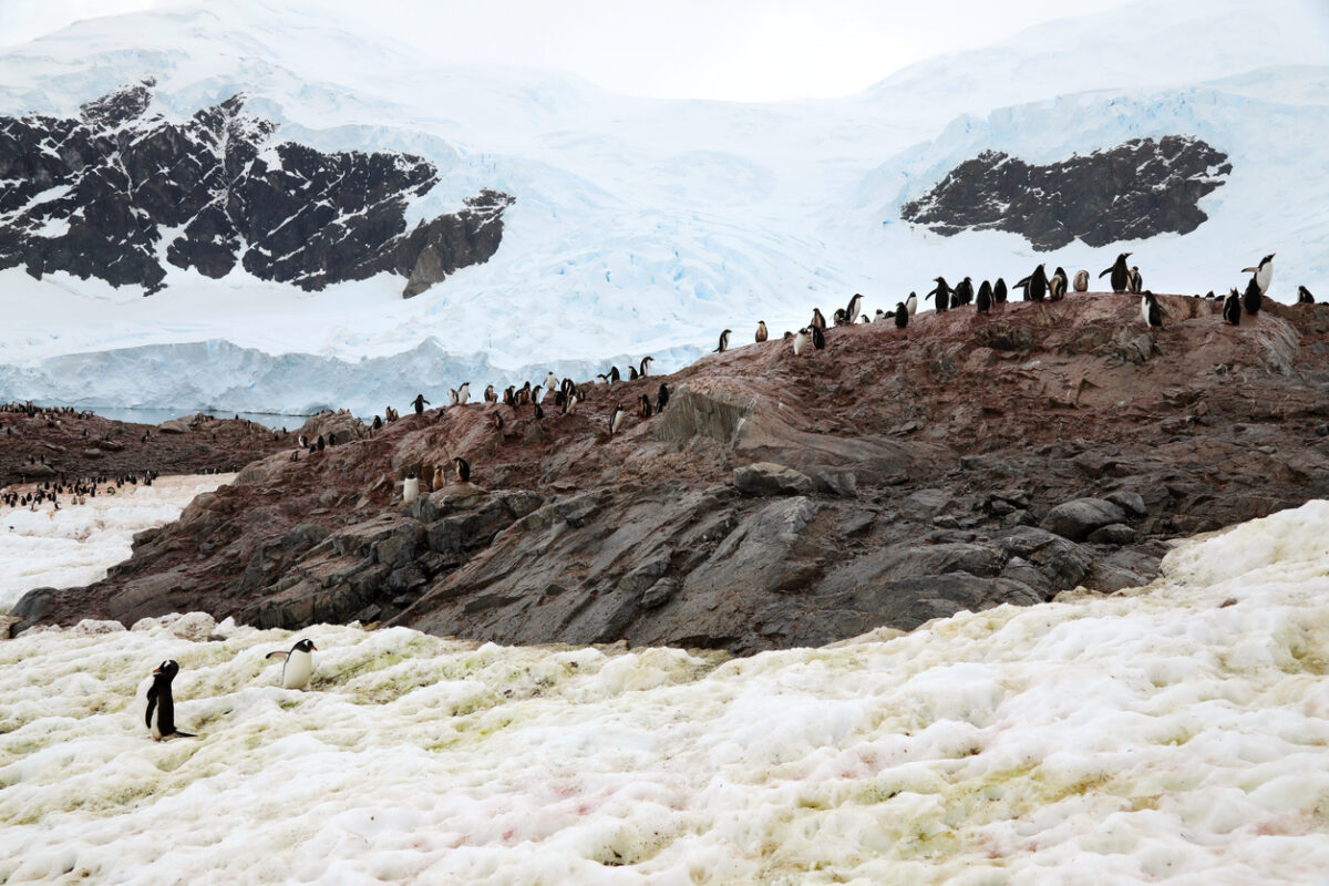 Neko Harbor and a penguin habitat