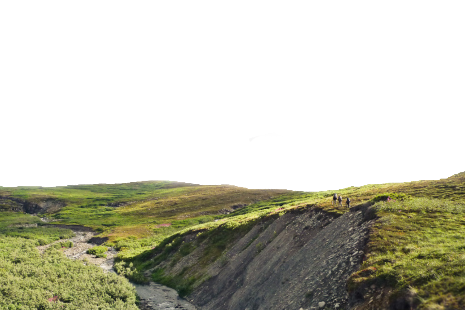 Denali meadows