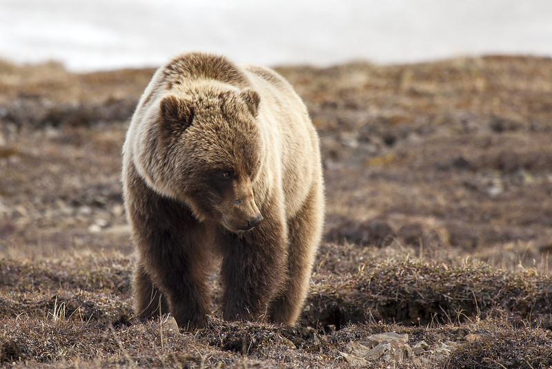 There is a big chance of encountering a grizzly bear in Denali.