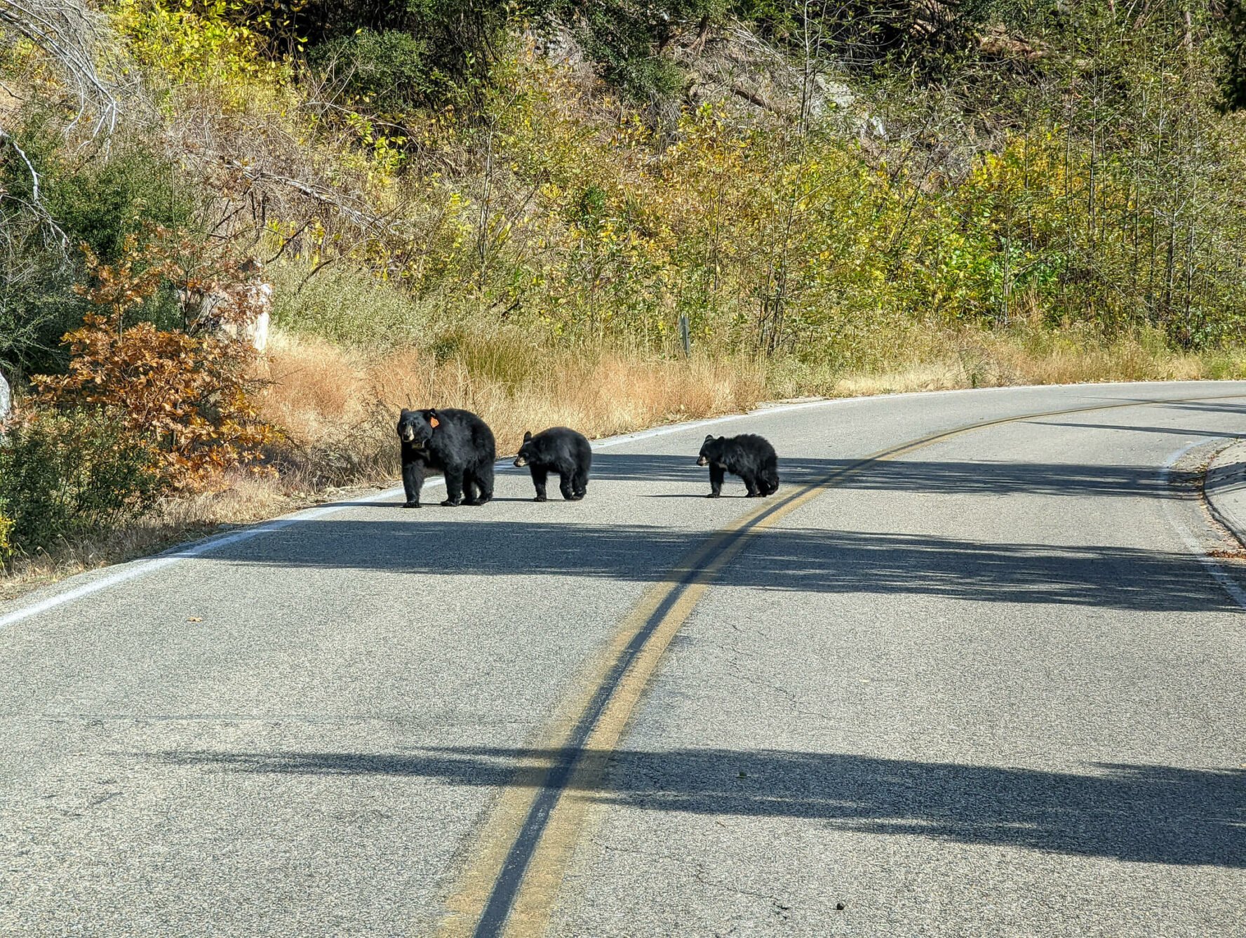 Bears crossing a road in Kings Canyon National Park