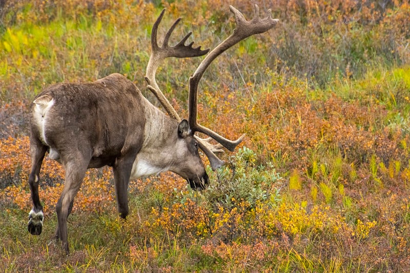 A caribou reindeer feeding in the wilderness of Denali.