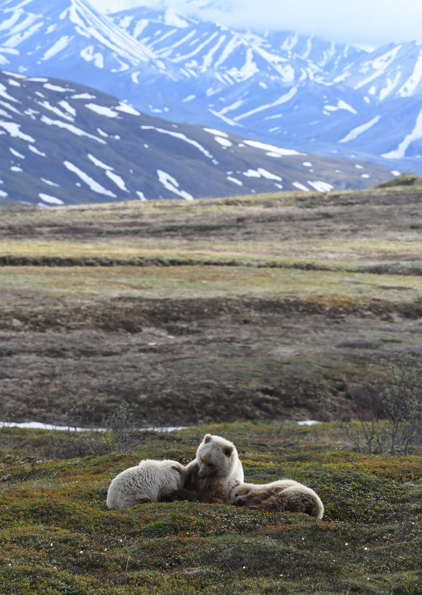 denali bear cubs