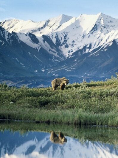 A grizzly bear gazing into his lake reflection in Denali.