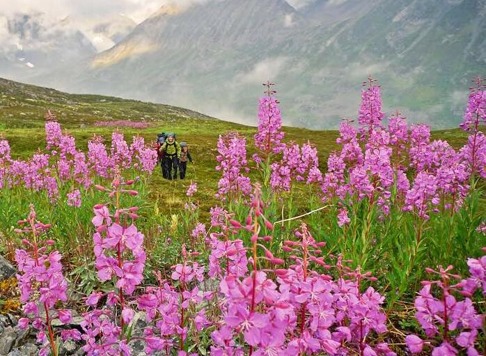 Fireweed and other 430 species of flowers thrive in Denali when summer comes.