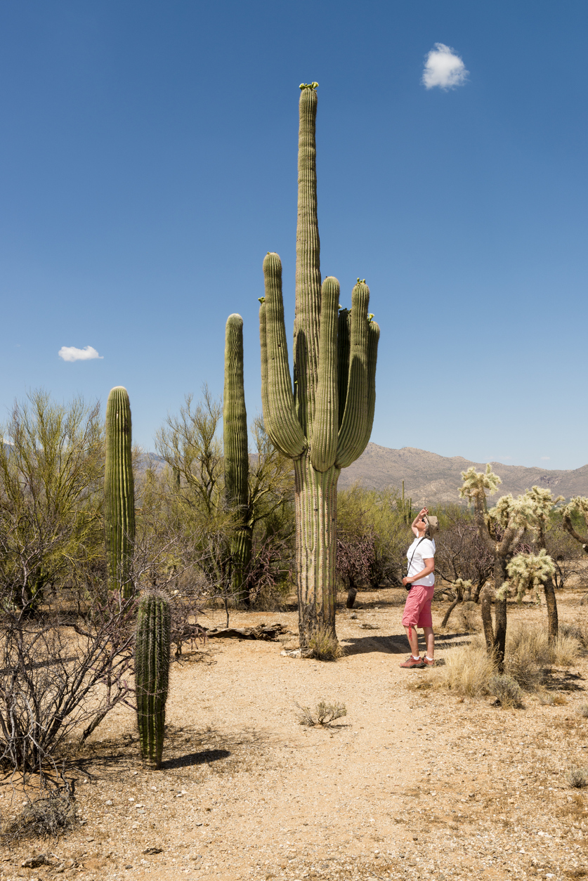 A hiker looking at saguaro cactus in Saguaro National Park