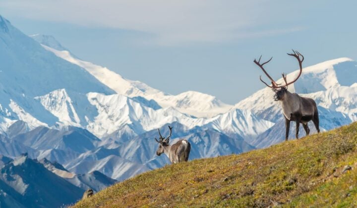 Hiking in Denali'S wilderness and wildlife