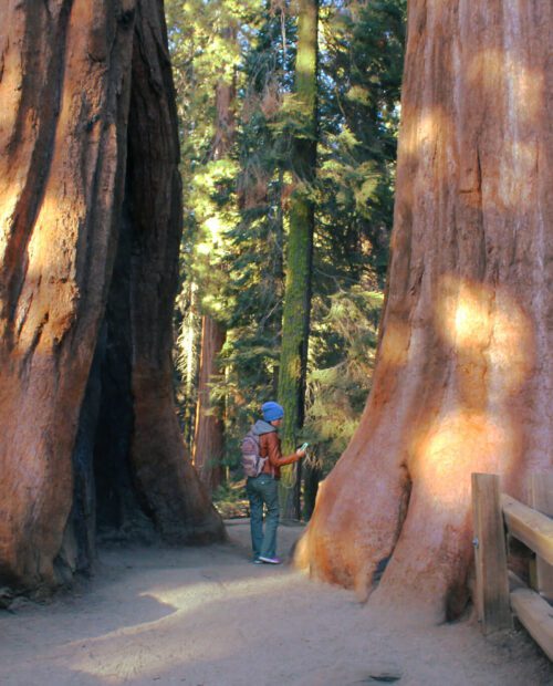 Sequoia kings outlet canyon backpacking