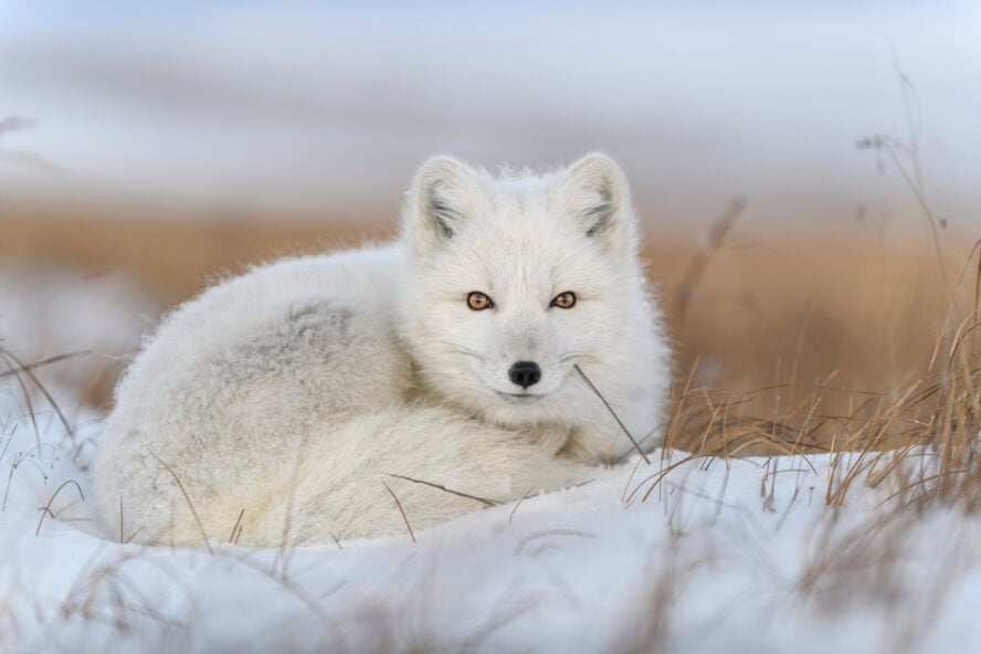  From December to March, there aren’t many visitors out and about in Iceland. The arctic fox is an exception.