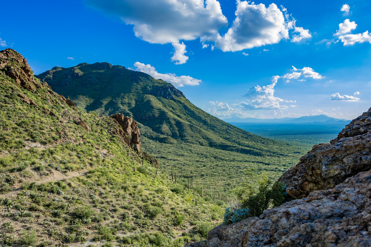 The scenery in Saguaro National Park