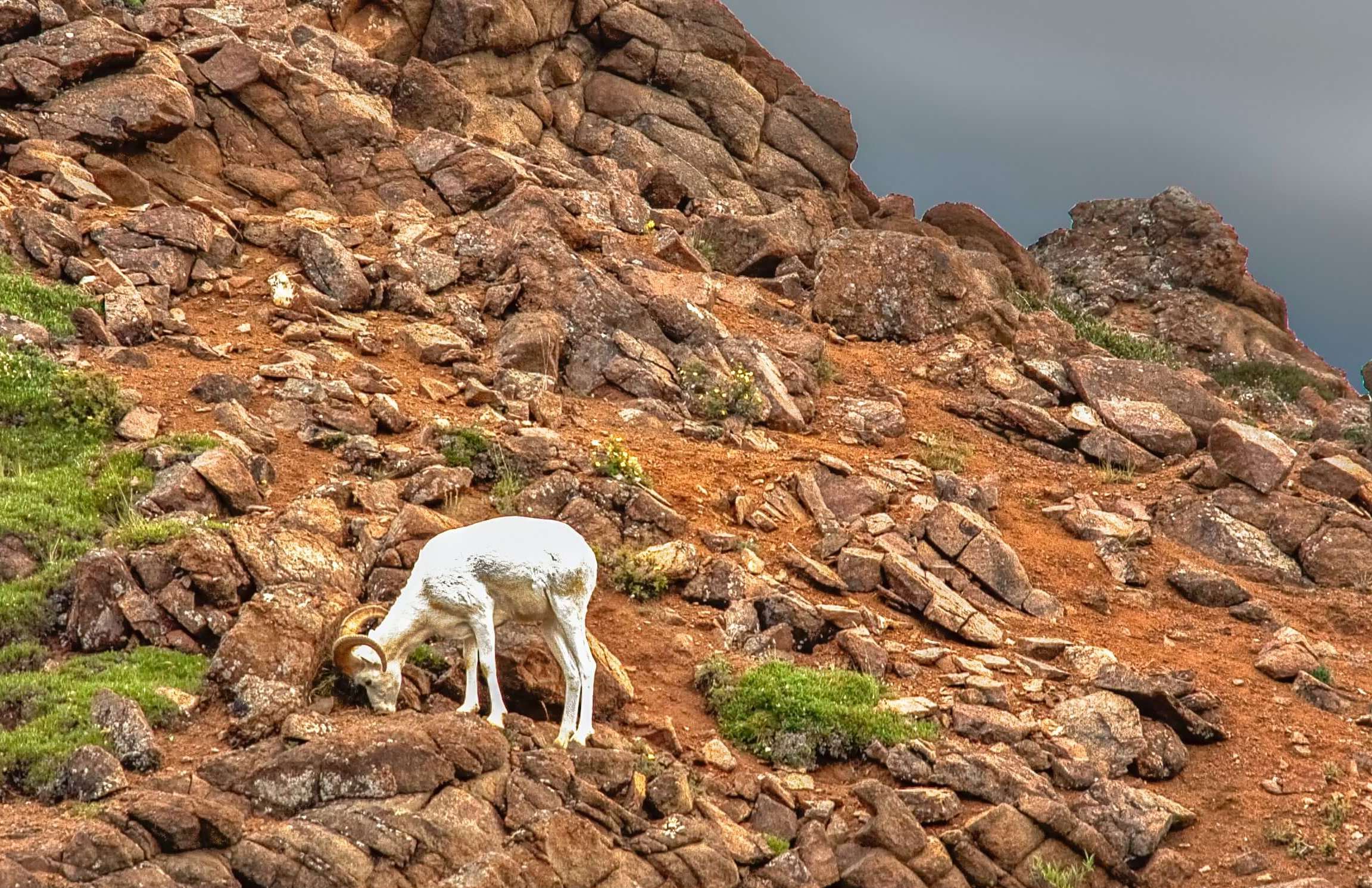 A Dall sheep on the slopes of Denali mountains