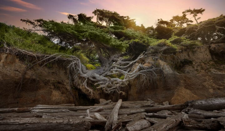 Tree of life, Washington