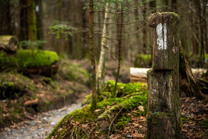 A white blaze painted on a tree marking the Appalachian Trail