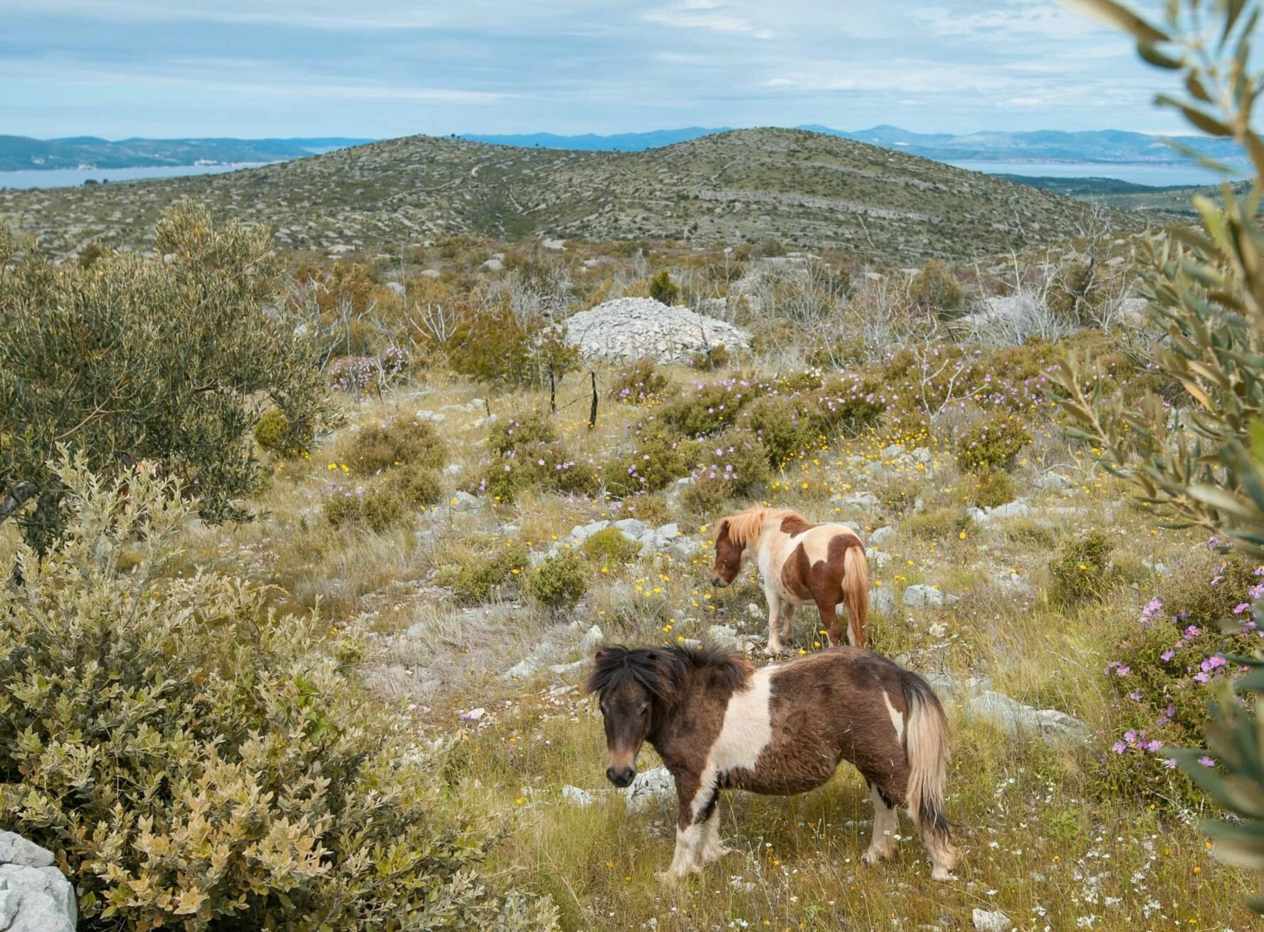 As you travel through Brac, you'll spot various local wildlife