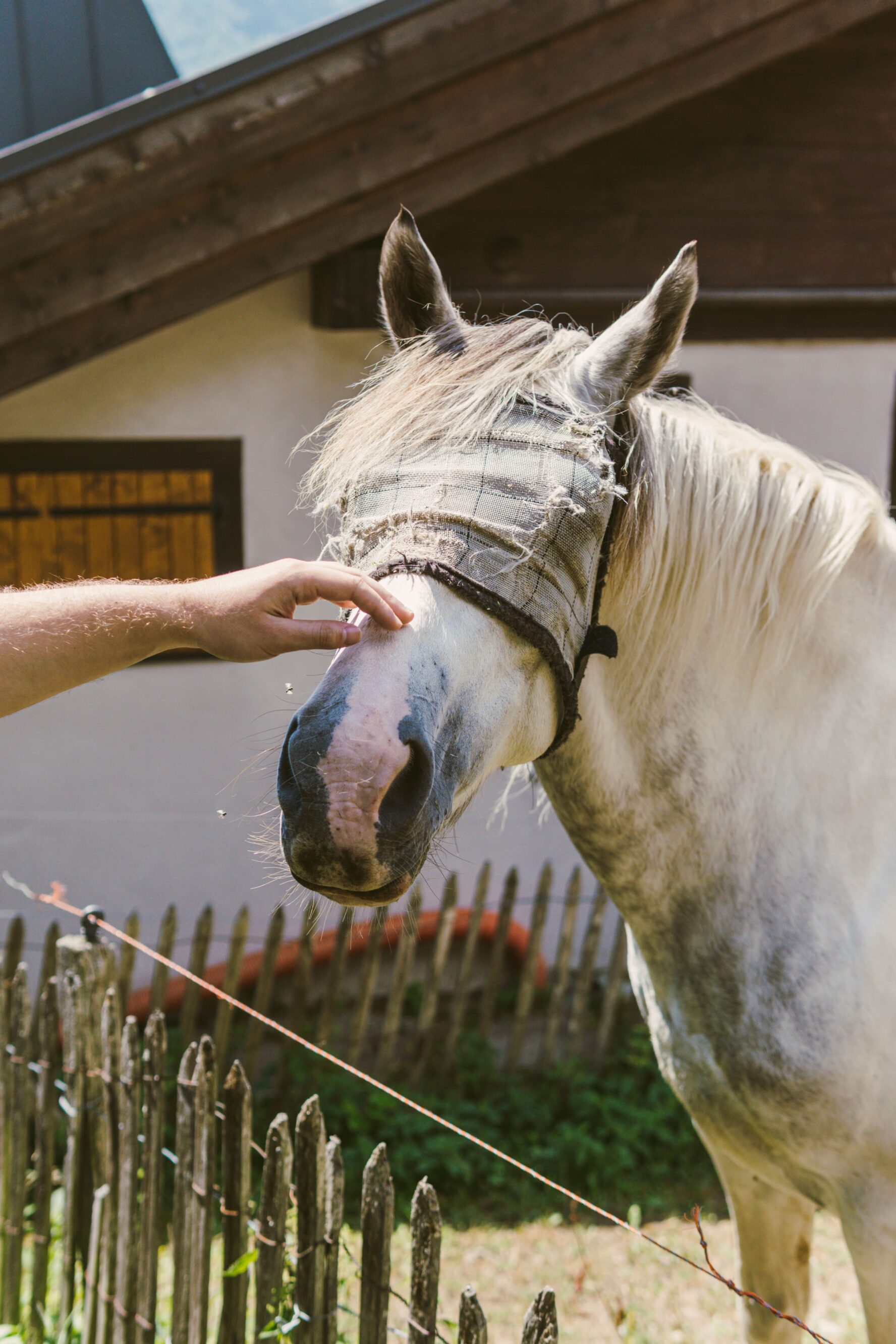 A blindfolded horse being pat on a backstreet in Chamonix.