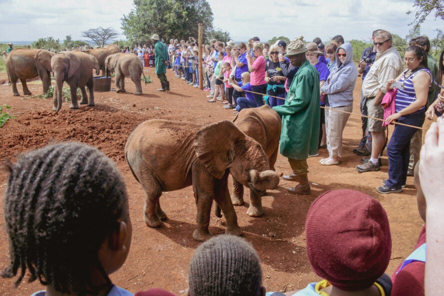 Orphaned elephants at the David Sheldrick Wildlife Trust, considered the world's most successful orphan elephant rescue and rehabilitation program